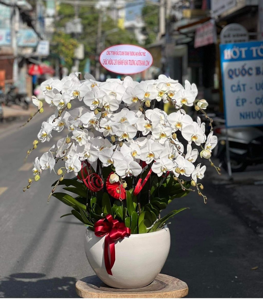 HOA LAN HỒ ĐIỆP