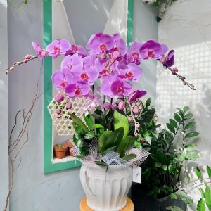 Chậu Lan Hồ Điệp 4 Cành LHĐ-022