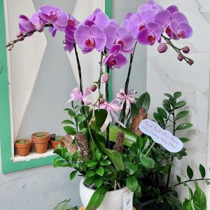 Mừng Khai Trương Hồng Phát LHĐ-021