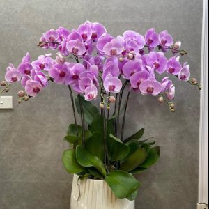 Chậu Lan Hồ Điệp 8 Cành LHĐ-038