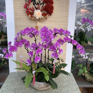 Chậu Lan Hồ Điệp 7 Cành LHĐ-039