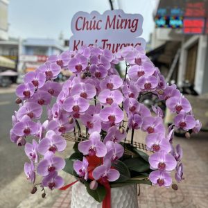 Chậu Lan Hồ Điệp 10 Cành LHĐ-037