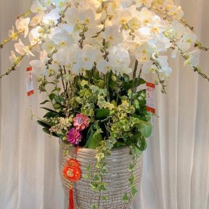 Chậu Lan Hồ Điệp Sang Trọng 18 Cành LHĐ-041