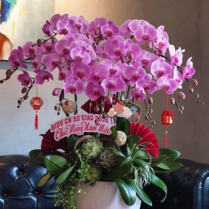 Chậu Lan Hồ Điệp 12 Cành LHĐ-042