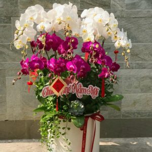 Chậu Lan Hồ Điệp 15 Cành LHĐ-043
