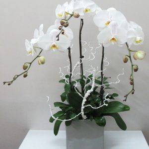 Trường Tồn LHĐ-034