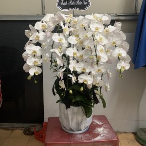 Lan Hồ Điệp Viếng Trang Nhã 7 Cành LHĐ-030