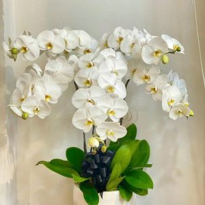 Lan Hồ Điệp Viếng 5 Cành LHĐ-032